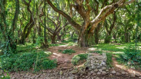 The forest setting of a trail at Kaplua Village Walking Trails