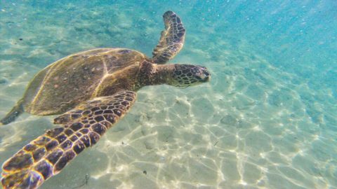A sea turtle, one of the many creatures you can spot snorkeling in Kapalua snorkeling