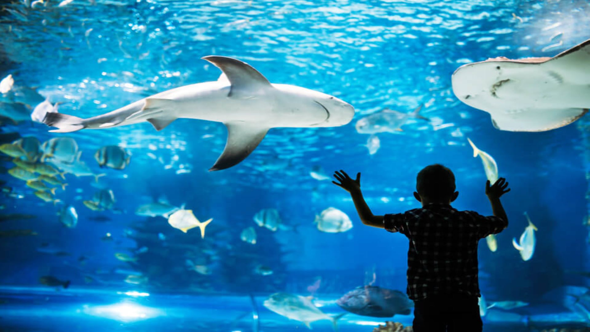 A child looking at an aquarium at the Maui Ocean Center