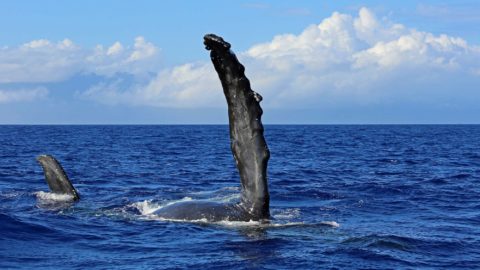 The Complete Maui Whale Season Guide