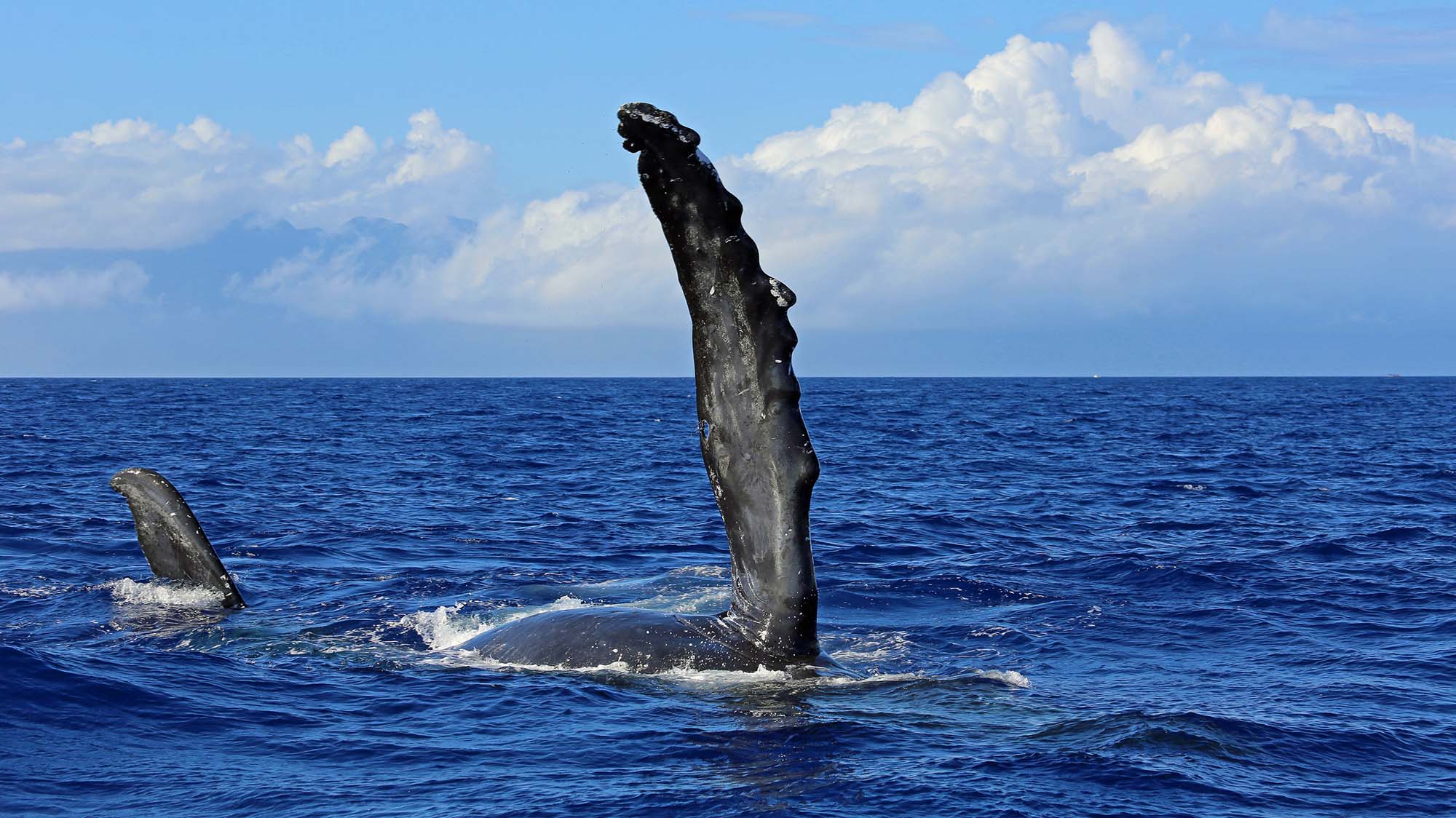 Whales off Maui