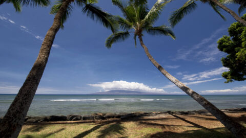 Palm trees and ocean views at Launiupoko Beach Park