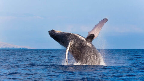 A humpback whale breaching on Maui, one of the island's top family activities