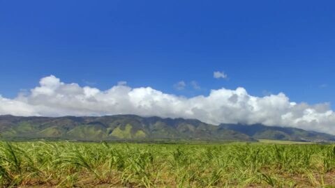 Sugarcane field in Maui near the Alexander & Baldwin Sugar Museum
