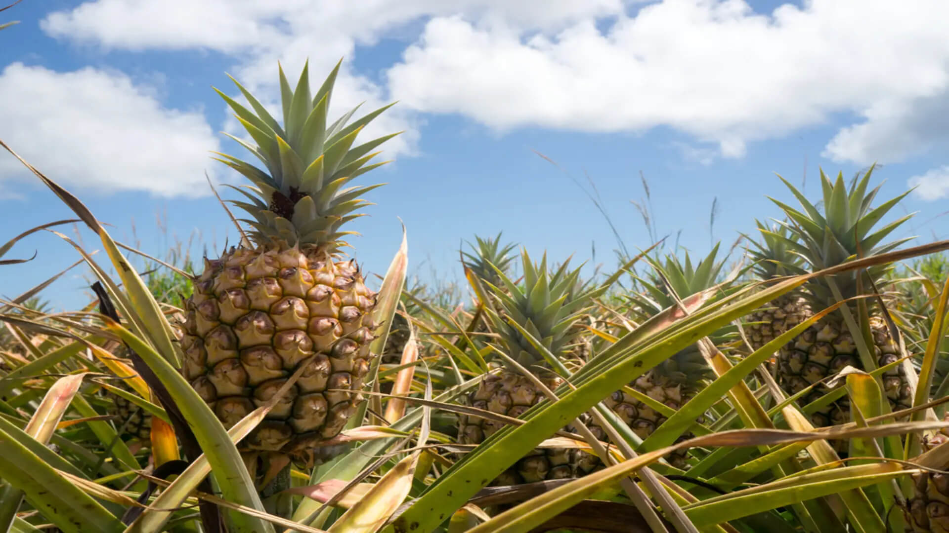 A pineapple field on Maui