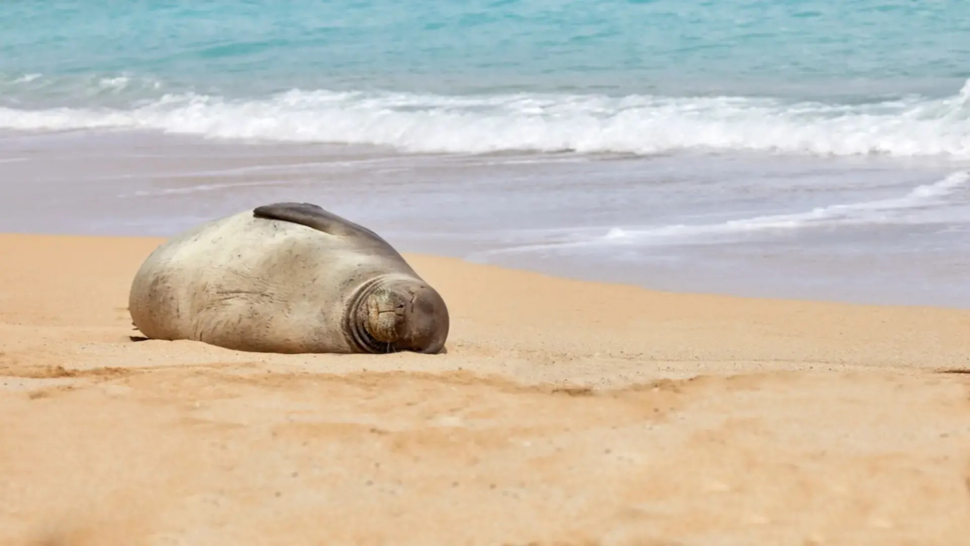 A Hawaiian monk seal on a Maui beach, an example of the island's robust wildlife