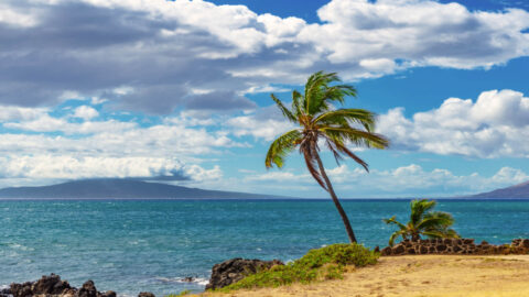 A palm tree and golden sands at Maalaea Beach
