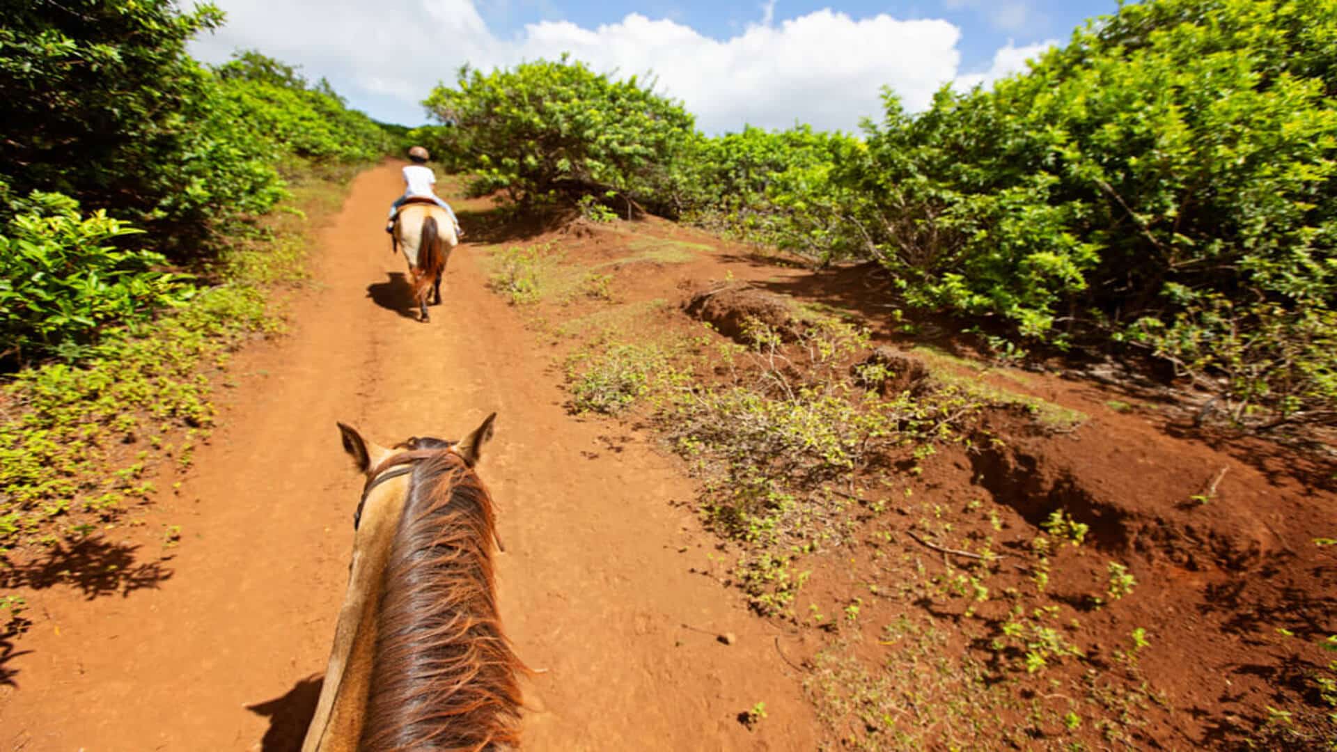 Two people horseback riding on a dirt trail on Maui