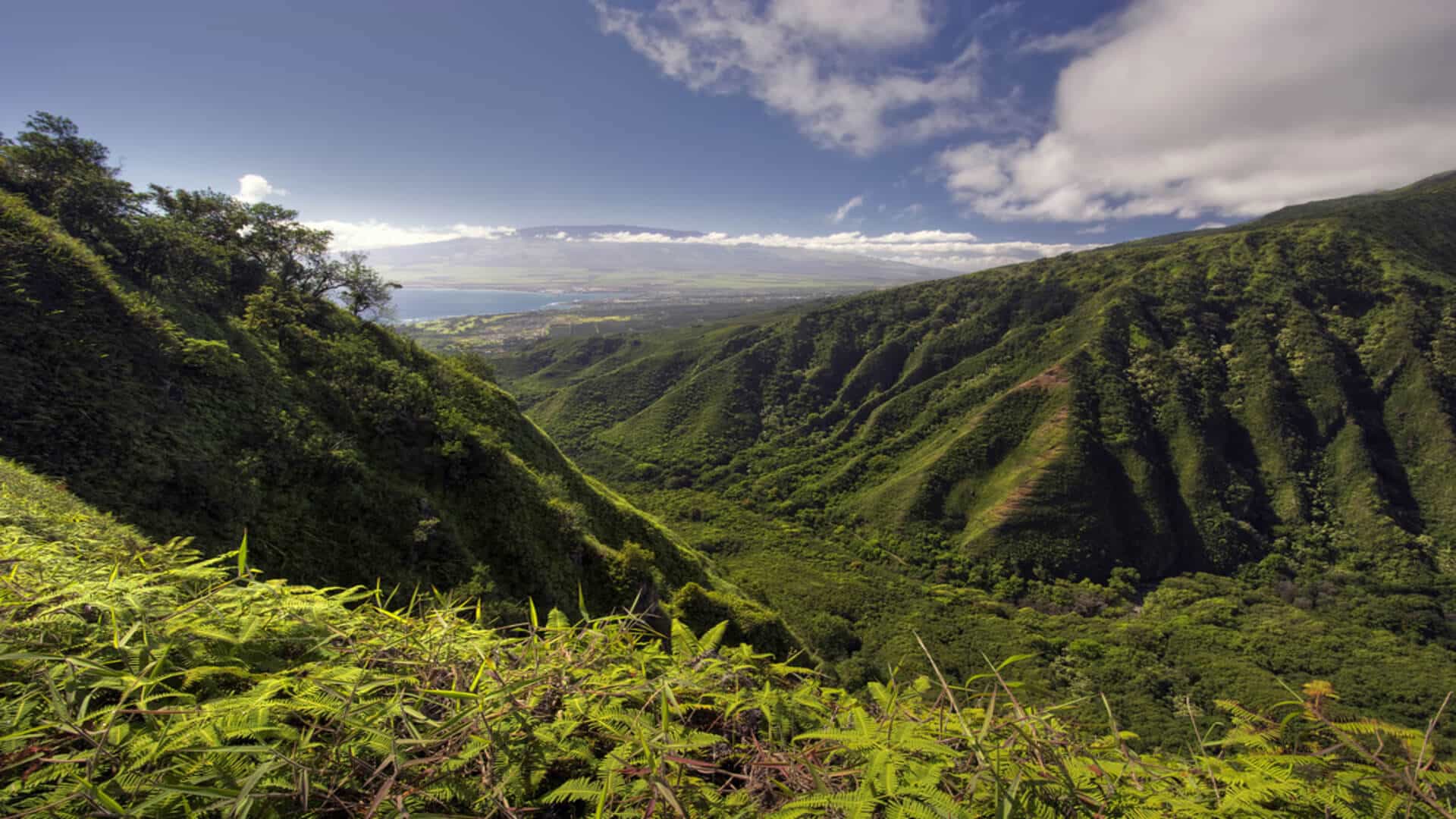 A view of the ocean and valleys of Maui from the West Maui Forest Reserve