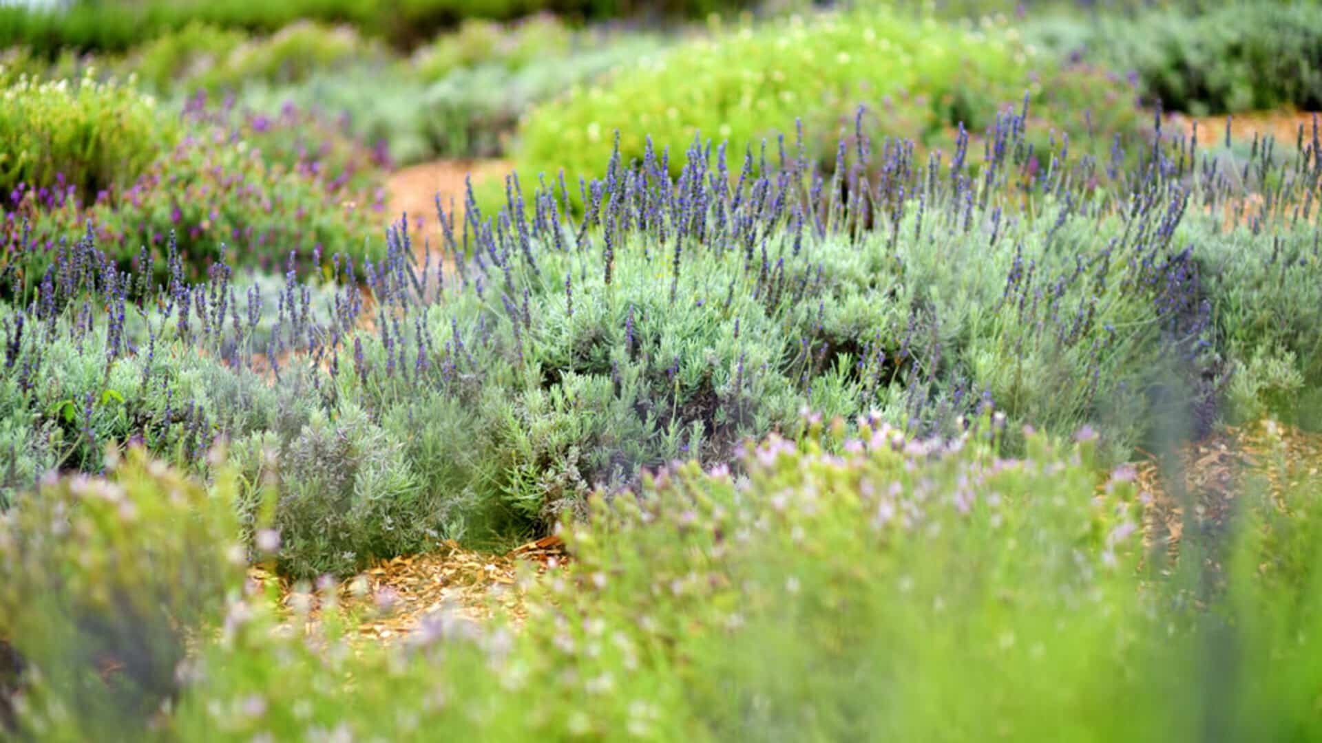 A lavender field at Ali'i Kula Lavender Farm