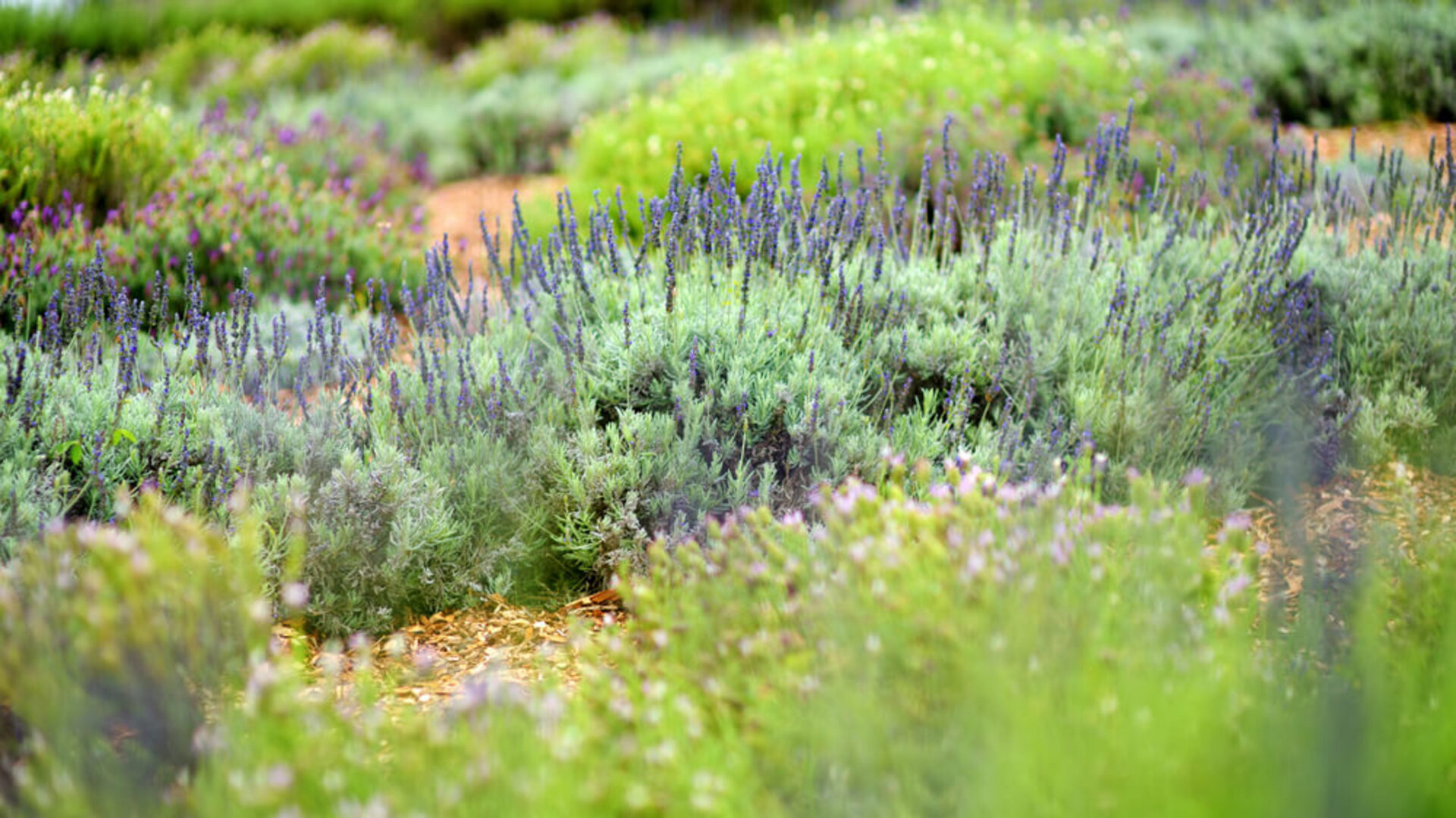 Discover Alii Kula Lavender Farm: Mauis Fragrant Paradise - Kapalua  Vacation Rentals