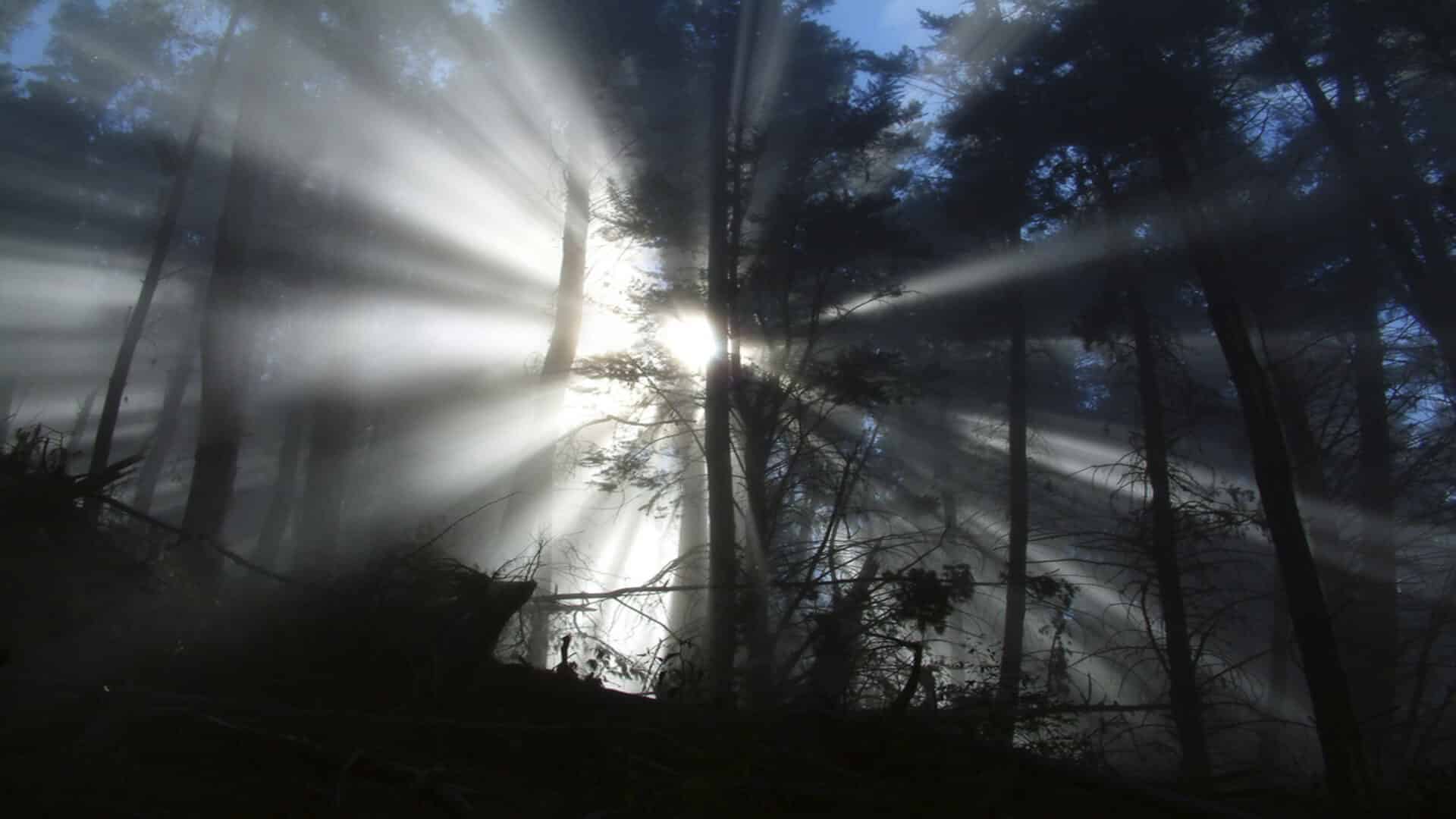 Sunlight leaking through tree cover on a hike at Polipoli Spring State Recreation Area
