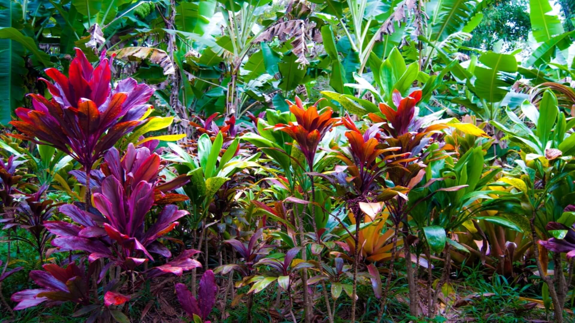 Leaves from a banana tree at The Sacred Garden in Maui