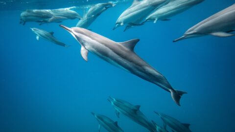 A pod of dolphins swimming off the coast of Maui