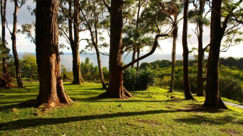 Redwood trees on the Polipoli Trail in Maui