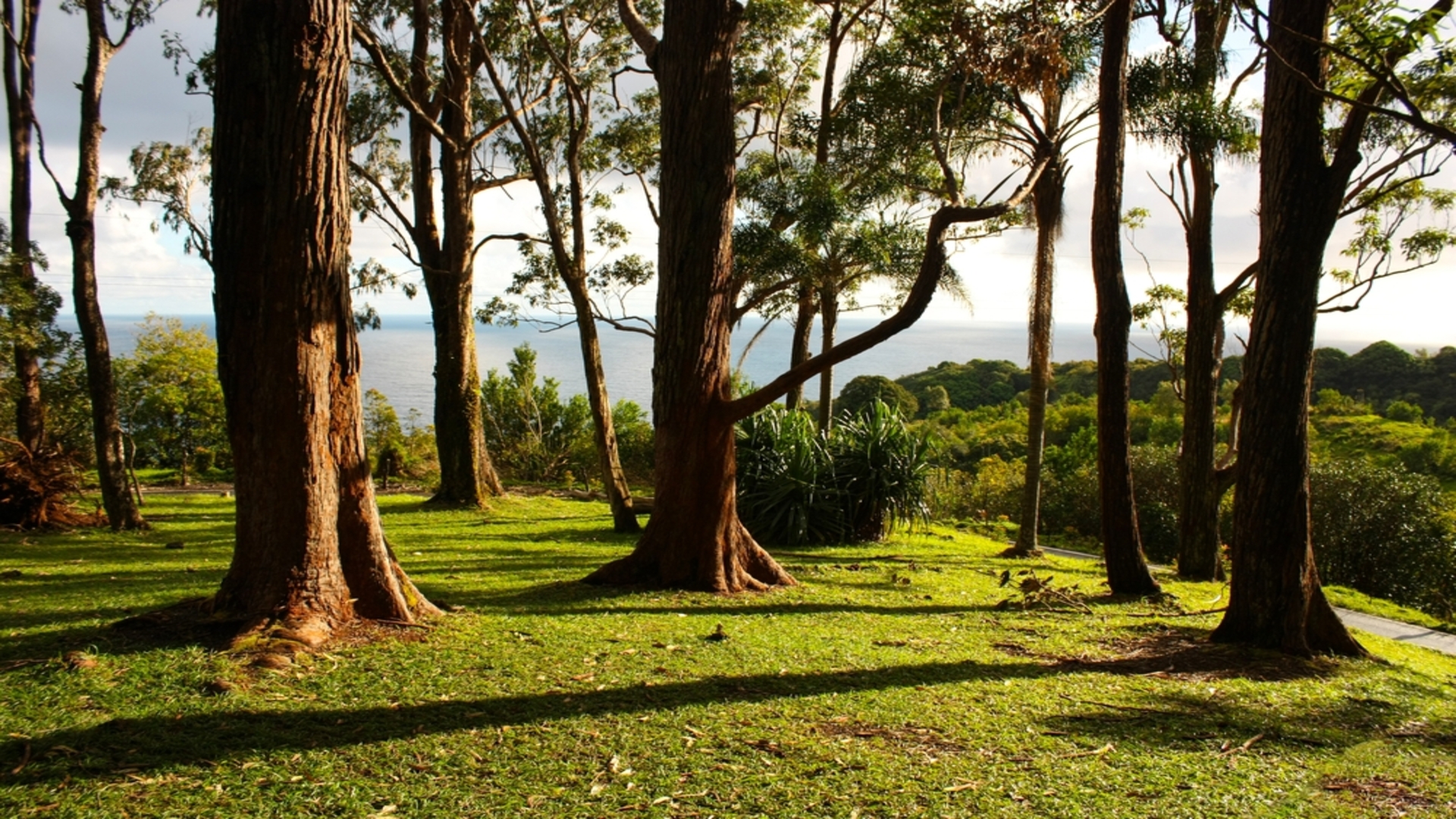 Redwood trees on the Polipoli Trail in Maui