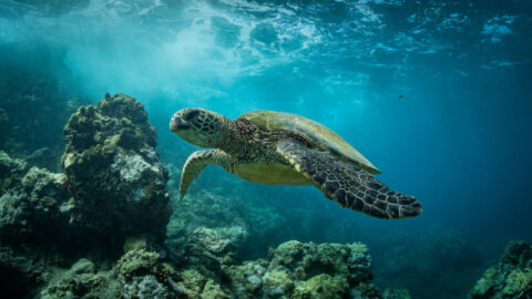 A green sea turtle swimming in Maui's Turtle Town