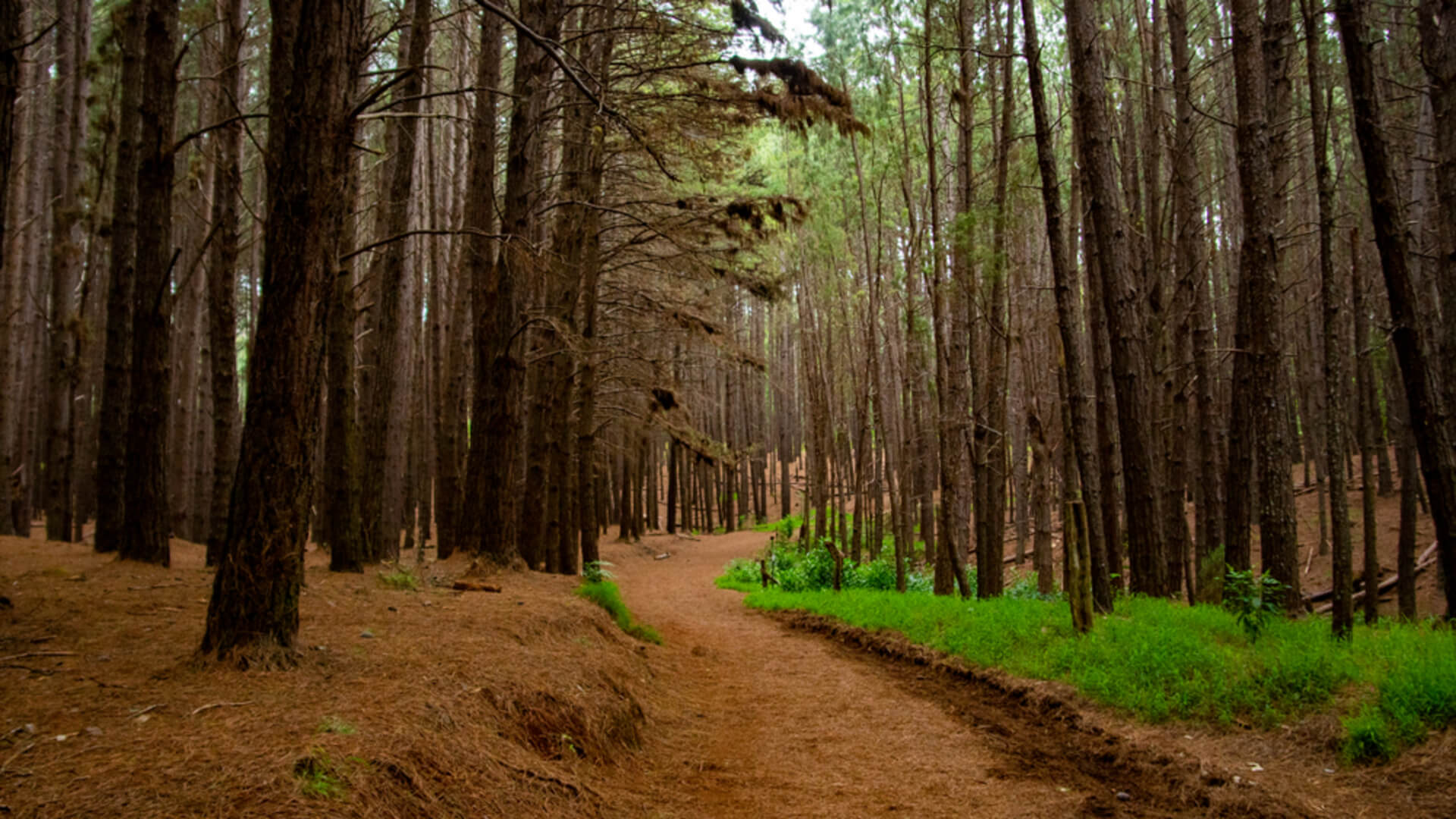 Towering redwood trees along the Waihou Trail with pine needles covering the trail in Maui