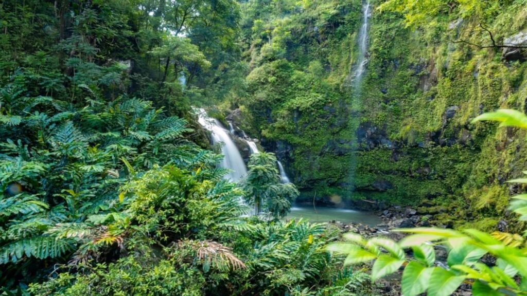 A waterfall set amid a lush rainforest setting in Maui