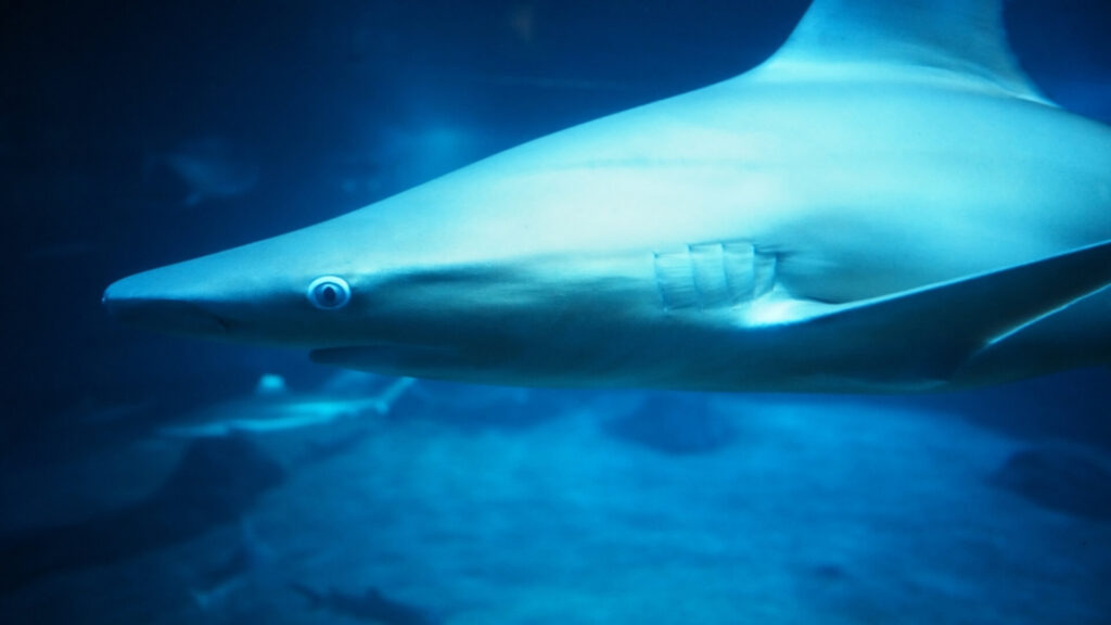 A shark swimming past glass at the Maui Ocean Center