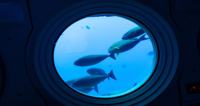 Fish swimming past a porthole on a Maui submarine tour